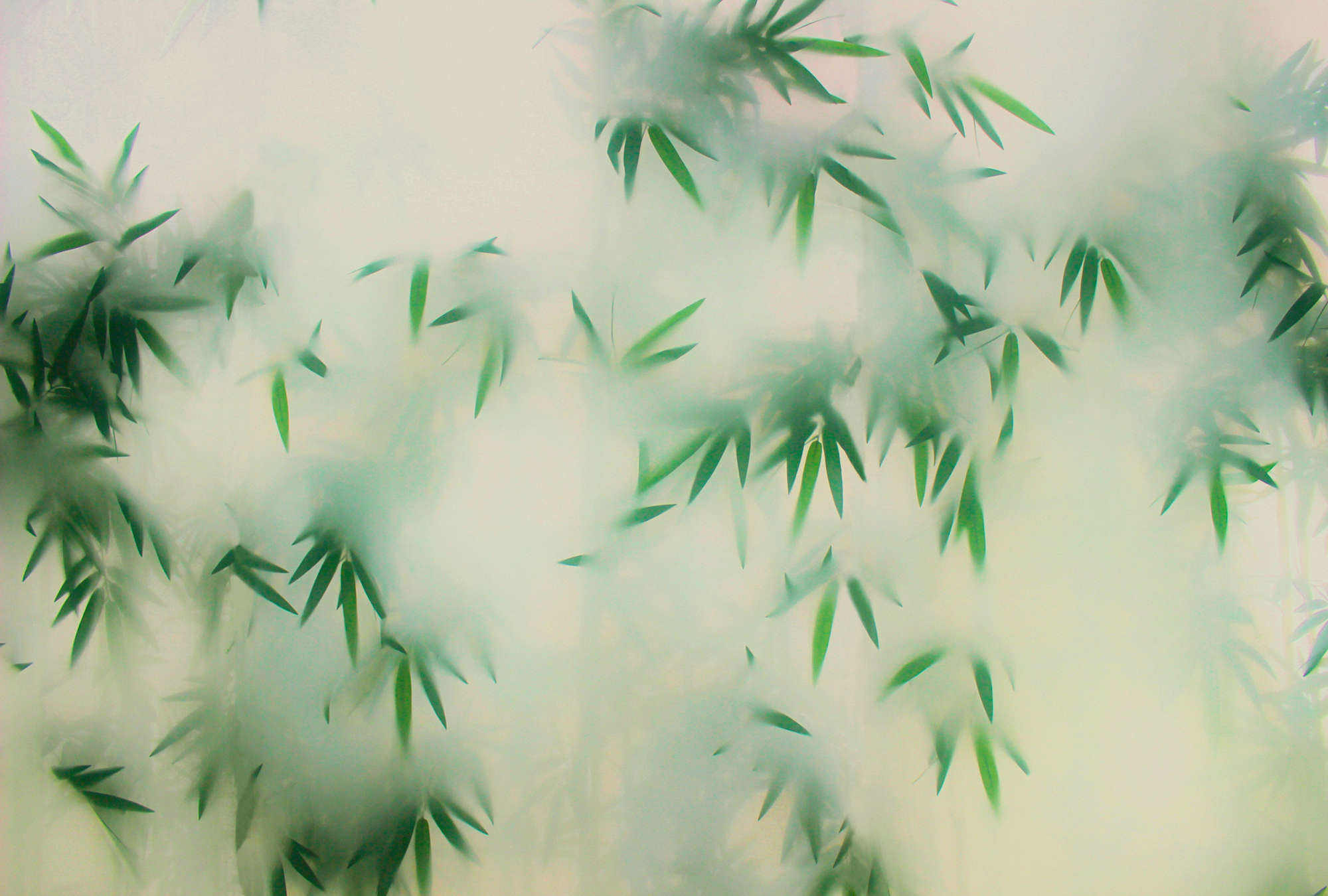             Papel pintado Panda Paradise 2 - Bambú verde en la niebla
        