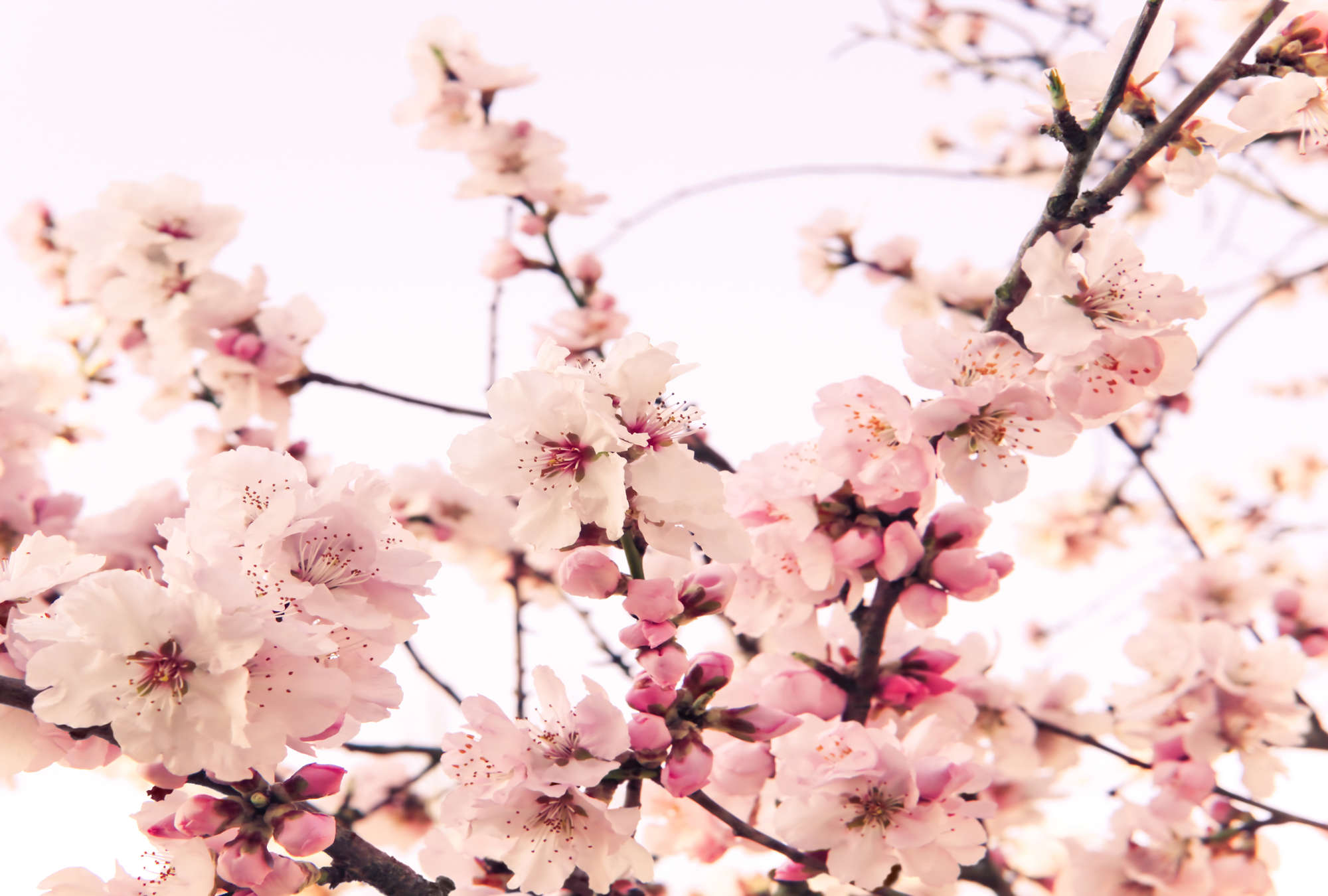             Carta da parati fotografica di piante con fiori di ciliegio in fiore su vello testurizzato
        