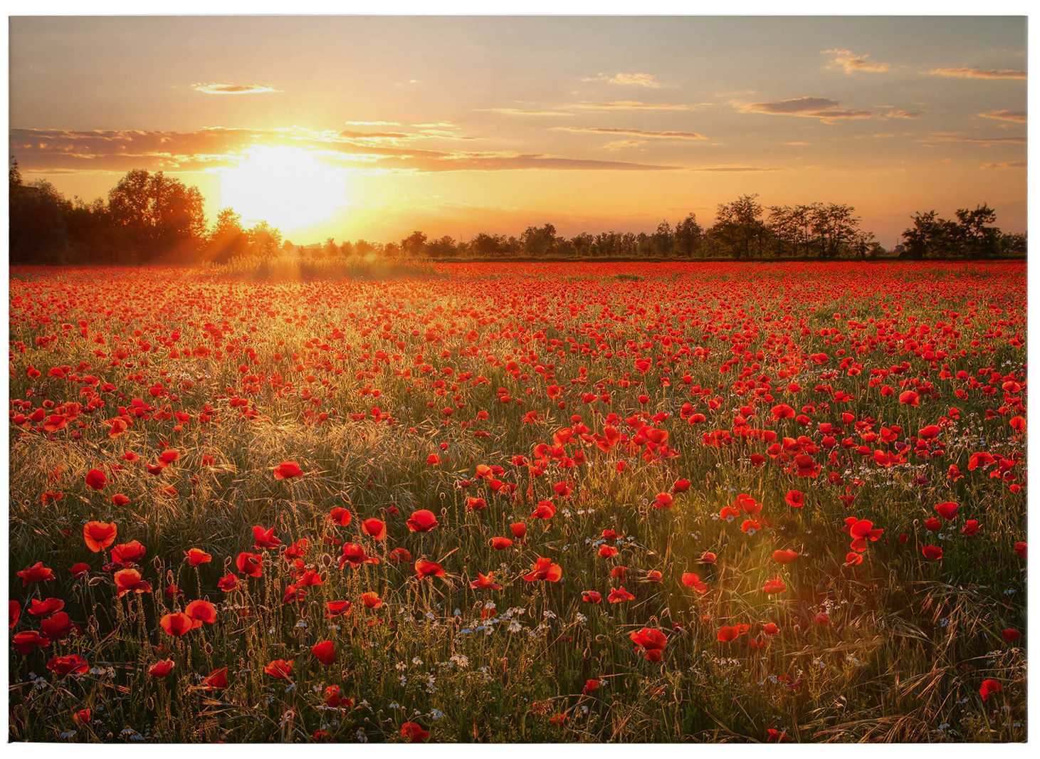             Canvas print with poppy field in the sunset
        