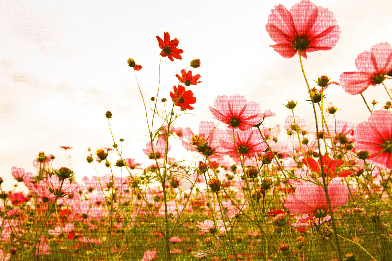             Lienzo con prado de flores en primavera | rosa, verde, blanco - 0,90 m x 0,60 m
        