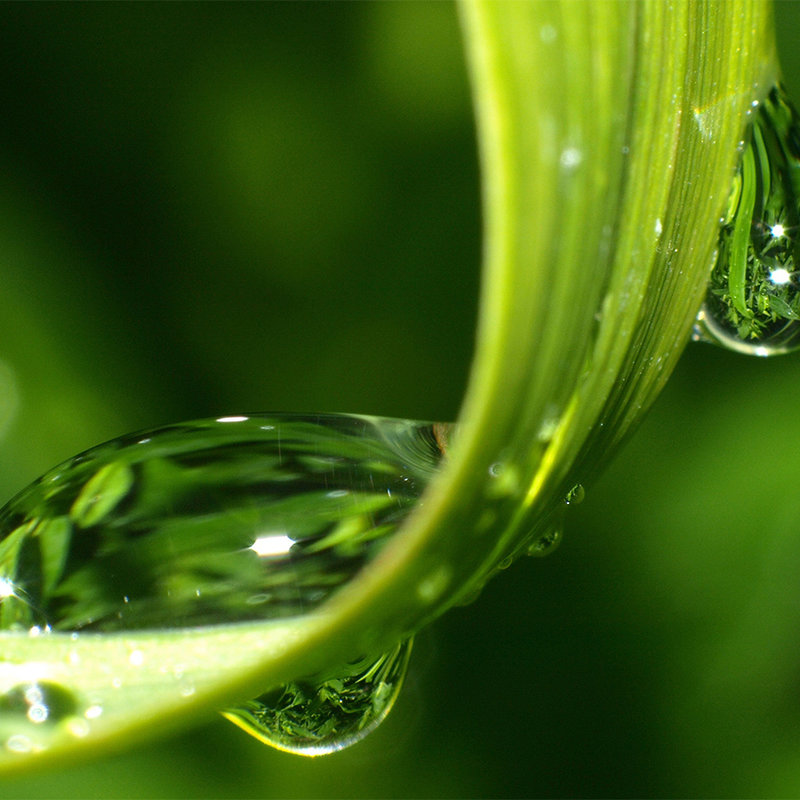Fotomural brizna de hierba con perlas de agua - vellón liso nacarado
