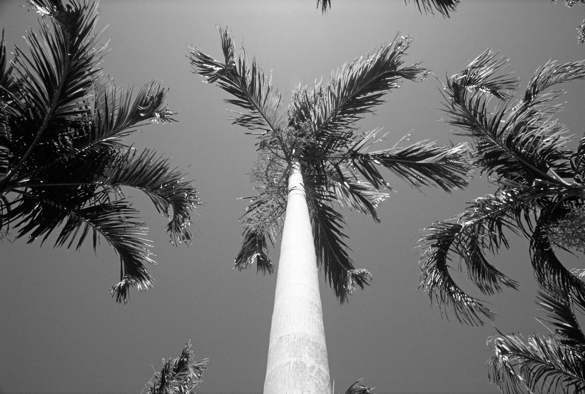             Palmen - Zwart-wit muurschildering met palmbomen
        