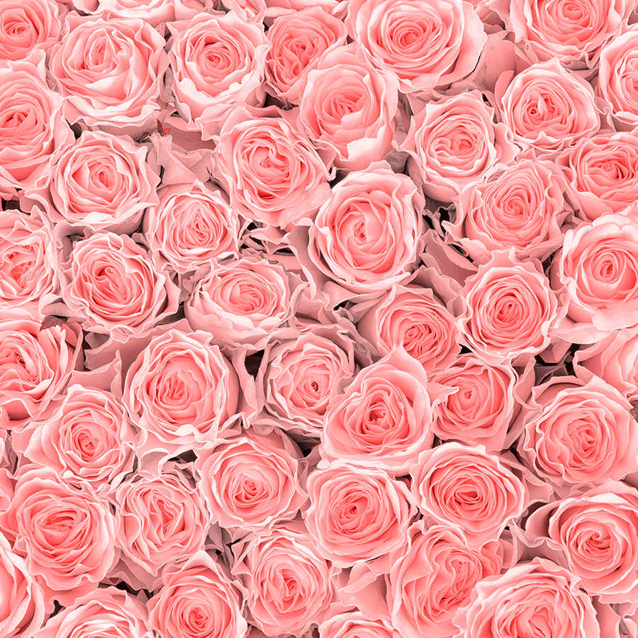 Planten muurschildering roze rozen op matte gladde fleece
