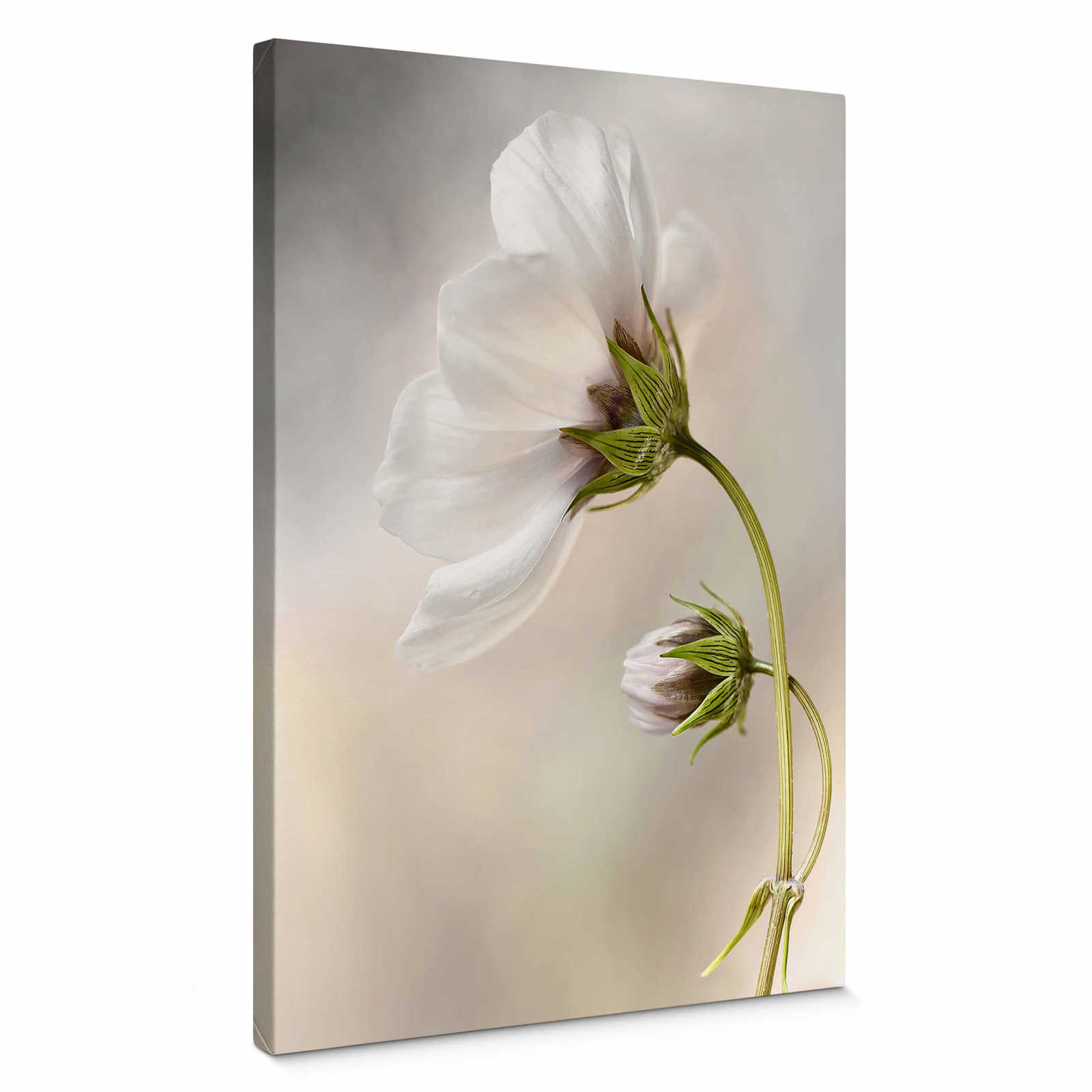         Canvas print flower head, photograph by Disher – white
    