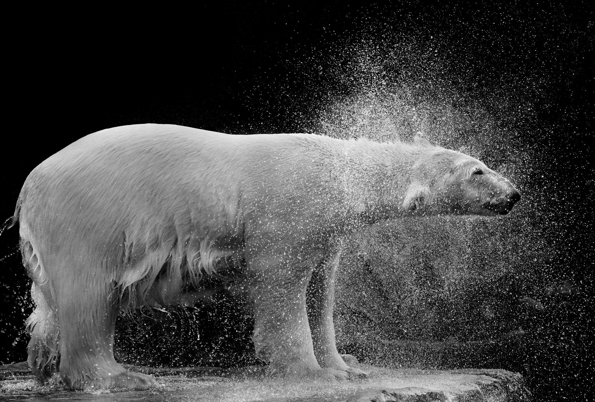             Papier peint ours polaire mouillé sur fond noir
        