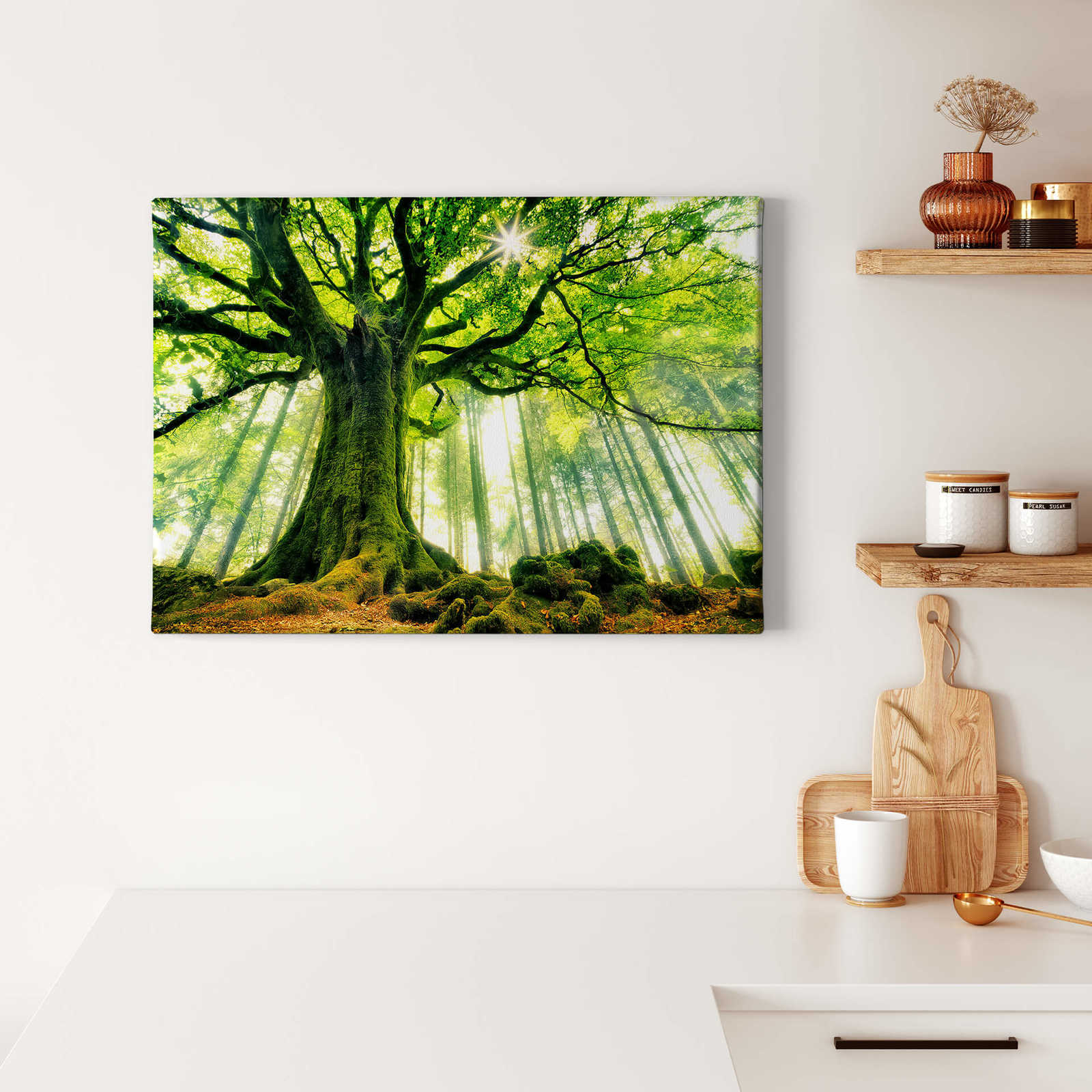             Canvas print leafy forest with fairy tale atmosphere
        