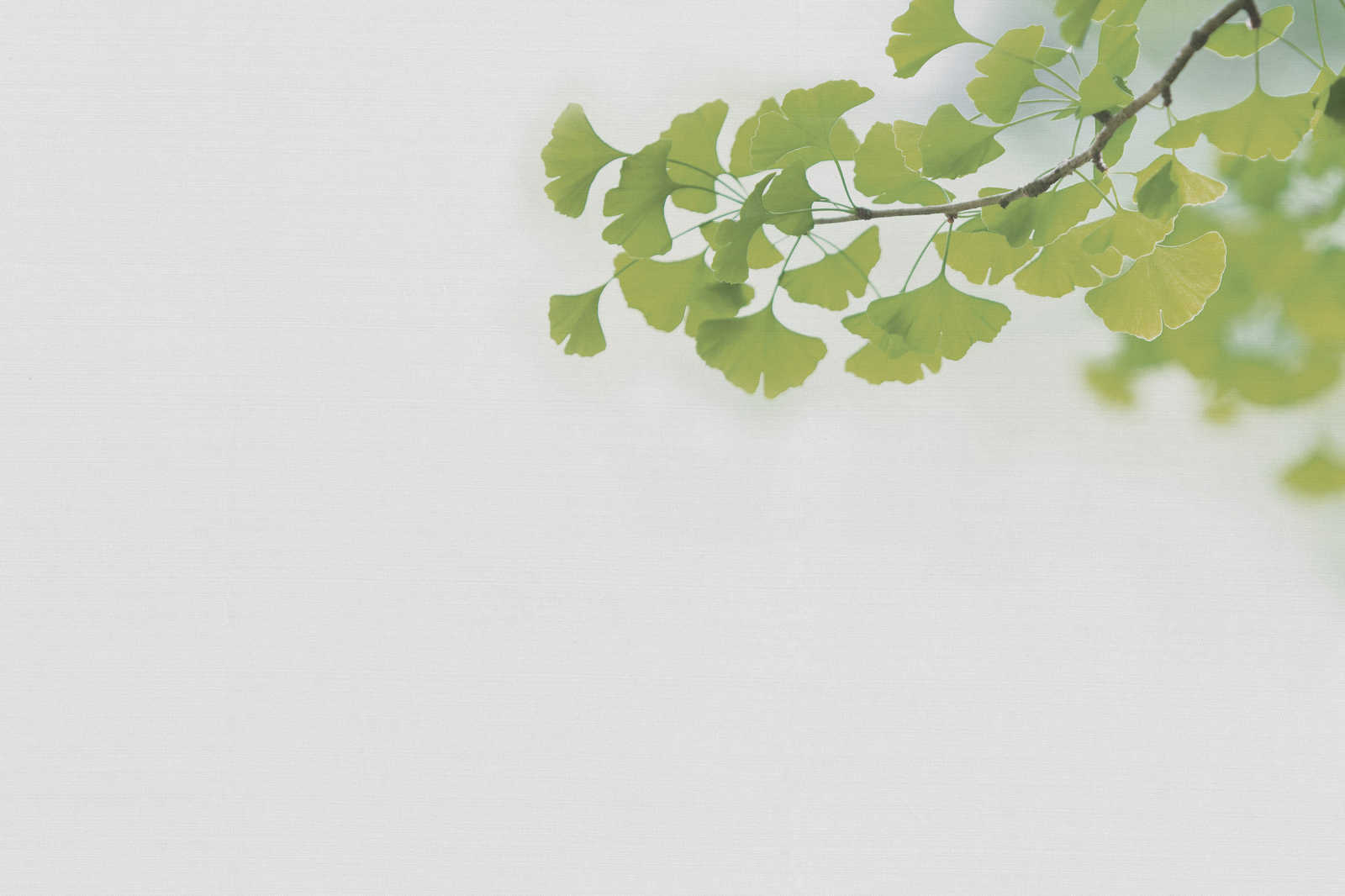             Cuadro en lienzo con imagen de rama de Ginko | verde, blanco - 0,90 m x 0,60 m
        