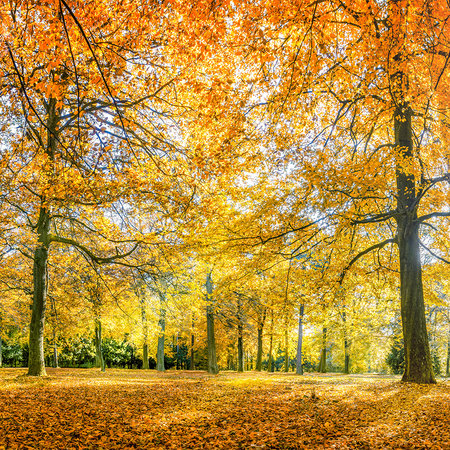 Papier peint forêt en automne avec des arbres à feuilles jaunes
