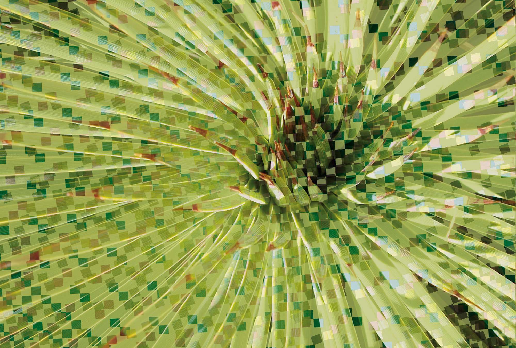             Photo wallpaper flower - Digital Artwork
        
