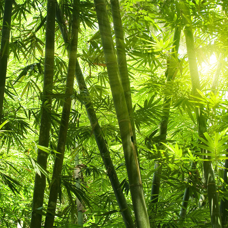 Carta da parati Bambù e foglie - Vello liscio madreperla
