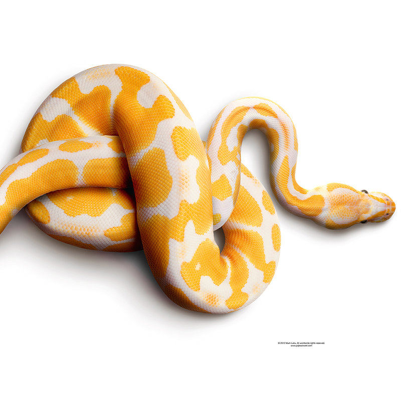         Albino python - photo wallpaper snake
    