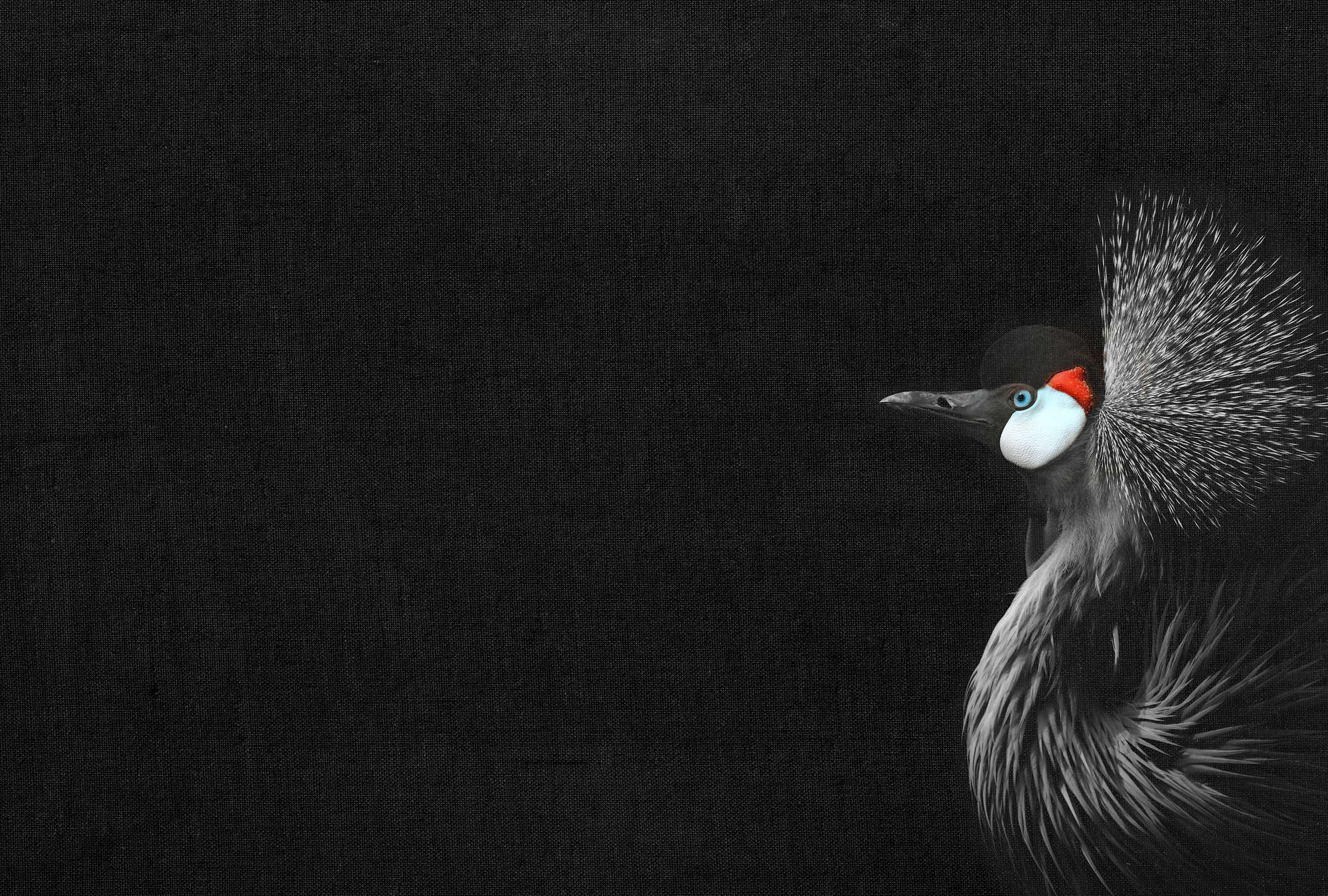             Zwart fotobehang met kraanvogelportret in XXL design
        