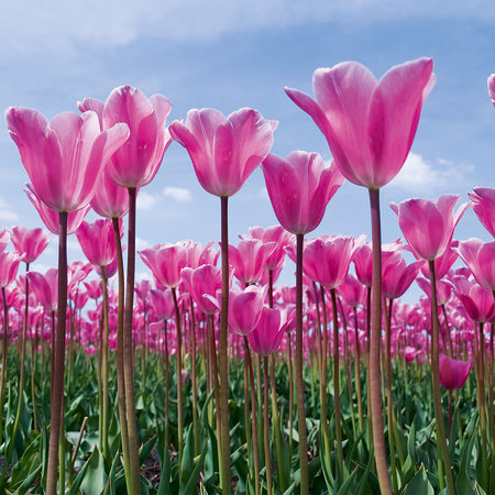         Tulip field - photo wallpaper flowers with pink tulips
    