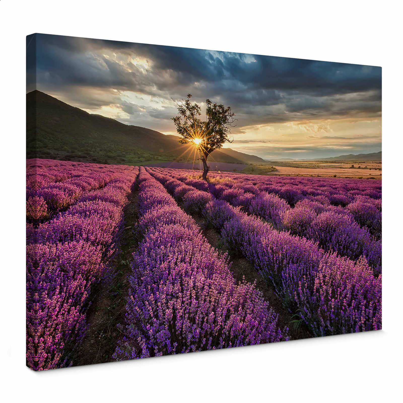         France canvas print lavender in Provence
    